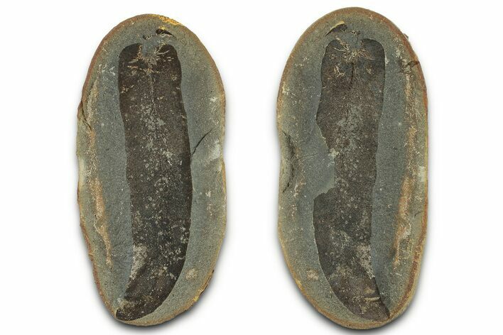 Macroneuropteris Fern Fossil Pos/Neg - Mazon Creek #325860